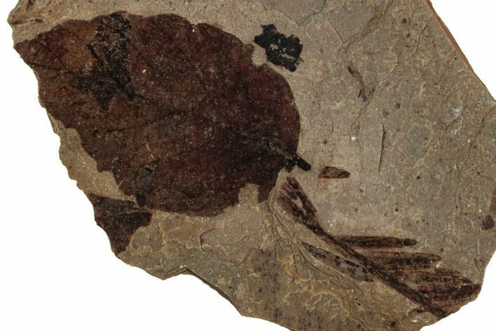 Fossil Plant (Fagus) Leaf - McAbee, BC #262244